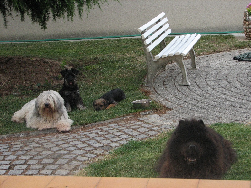 Mes copains