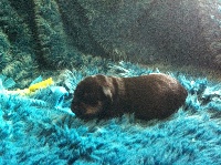 Mr Bleu