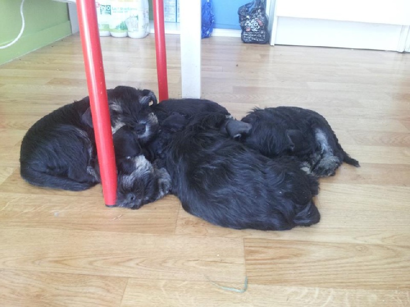 de Beloray - Schnauzer miniature - Portée née le 06/07/2013