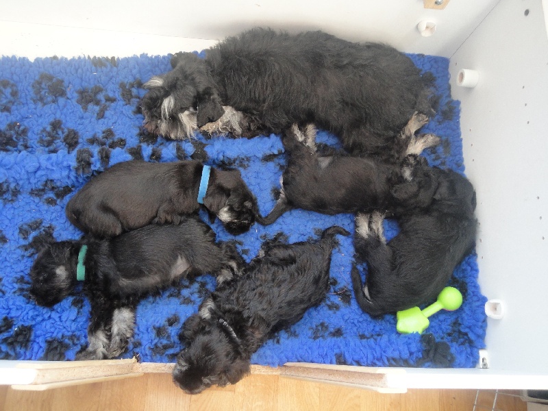 de Beloray - Schnauzer miniature - Portée née le 28/09/2011